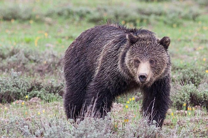 Half-Day Wildlife Safari Tour in Grand Teton National Park - Binoculars, snacks, and the comfort details that save your energy