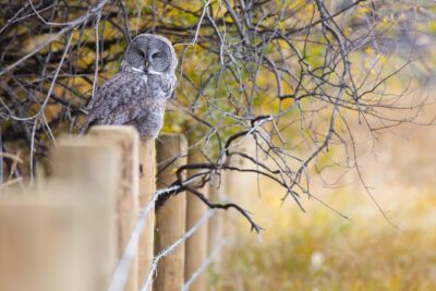 Half-Day Wildlife Safari Tour in Grand Teton National Park - Wildlife you can hope for, plus what to do when it’s quiet