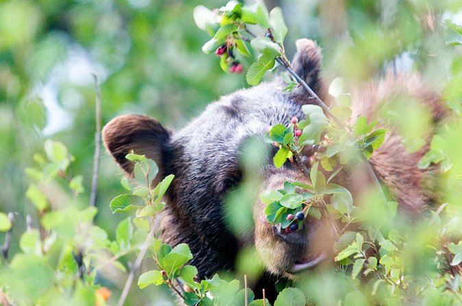 Half-Day Wildlife Safari Tour in Grand Teton National Park - Guides make the difference: the naturalist touch in real moments