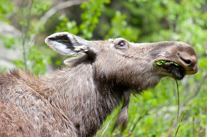 Half-Day Wildlife Safari Tour in Grand Teton National Park - Picking the right time: morning vs afternoon wildlife safaris