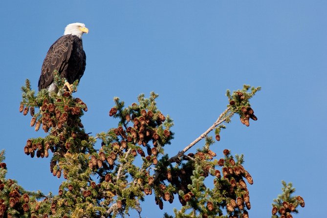 Half-Day Wildlife Safari Tour in Grand Teton National Park - Pickup logistics: how to make the start painless