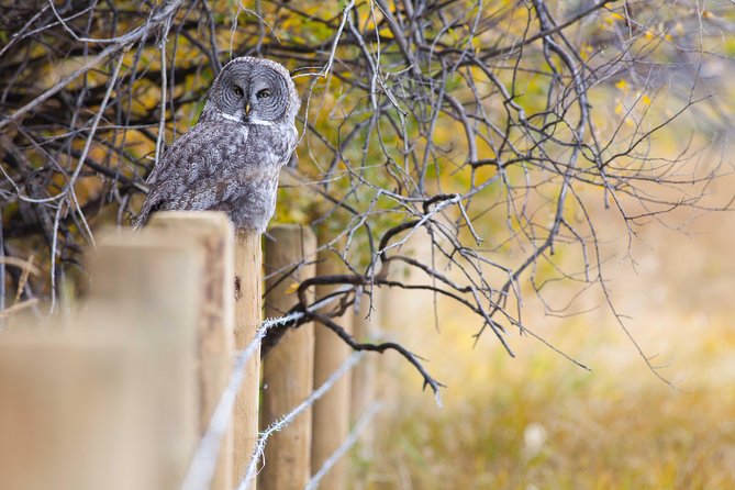 Half-Day Wildlife Safari Tour in Grand Teton National Park - Wildlife you can hope for, plus what to do when it’s quiet