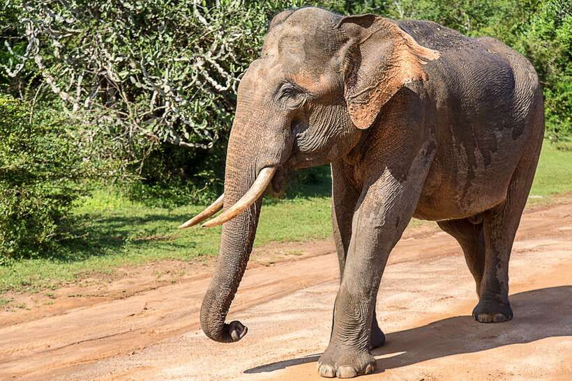 Hambantota Port: Yala National Park Safari (Shore Excursion) - Key Things That Make This Yala Safari Work