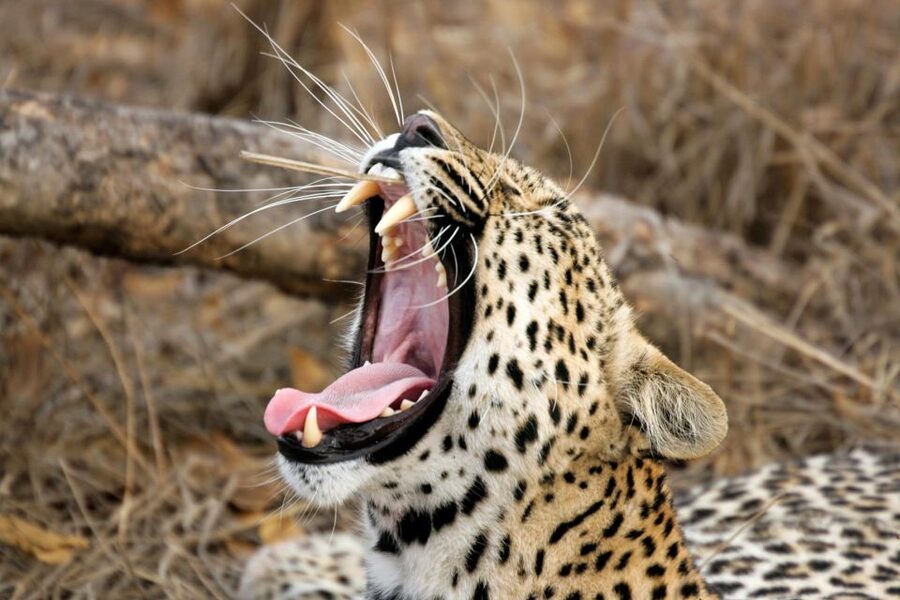 Hambantota Port: Yala National Park Safari (Shore Excursion) - Should You Book This Yala Safari From Hambantota Port?