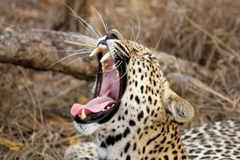 Hambantota Port: Yala National Park Safari (Shore Excursion) - The 4x4 Jeep Safari: How Your Viewing Experience Works