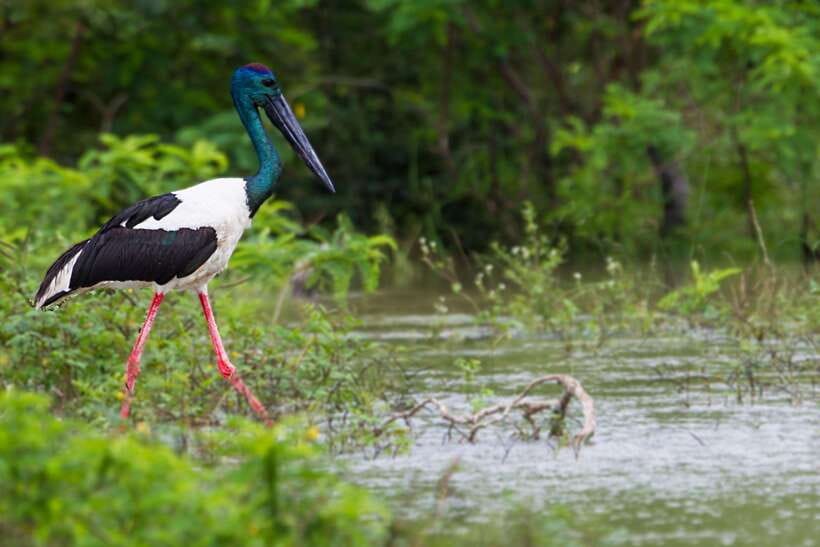 Hambantota Port: Yala National Park Safari (Shore Excursion) - Birds, Crocodiles, and Those Extra Wildlife Moments