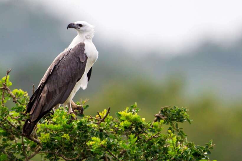 Hambantota Port: Yala National Park Safari (Shore Excursion) - Price and Value: Is $49 a Good Deal Here?