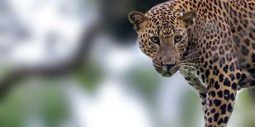 Hambantota: Yala National Park Wildlife Safari in a 4x4 - Key things to know before you go