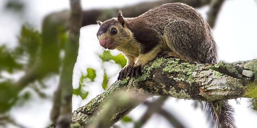 Hambantota: Yala National Park Wildlife Safari in a 4x4 - What you should expect to see: the animal menu in real-world order