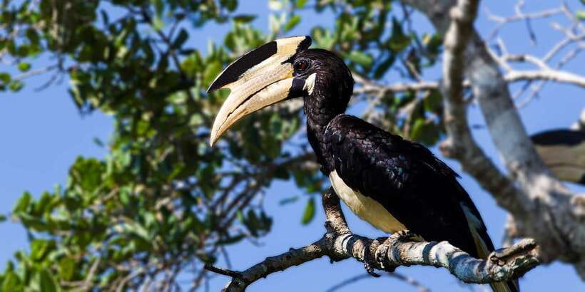 Hambantota: Yala National Park Wildlife Safari in a 4x4 - Birdlife and scenery: why you’ll keep scanning even when the action slows