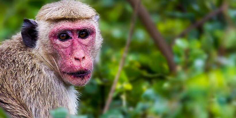 Hambantota: Yala National Park Wildlife Safari in a 4x4 - Price and value: the part that changes your total budget