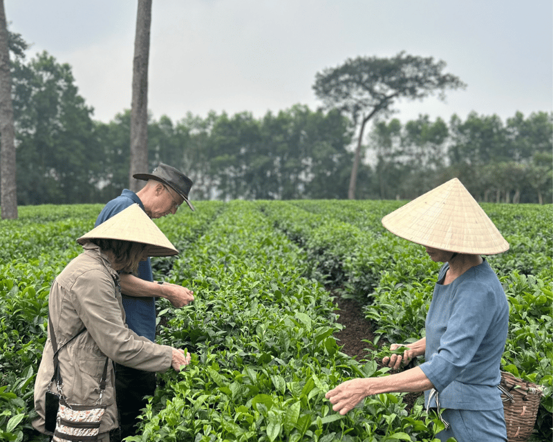 Hanoi Eco Tour: Ba Vi National Park Wonders & Tea Plantation - Key highlights at a glance
