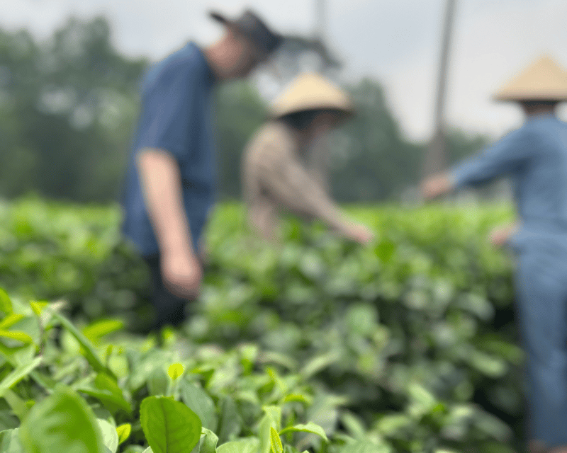 Hanoi Eco Tour: Ba Vi National Park Wonders & Tea Plantation - Ba Vi National Park: More Than a Scenic Day Trip