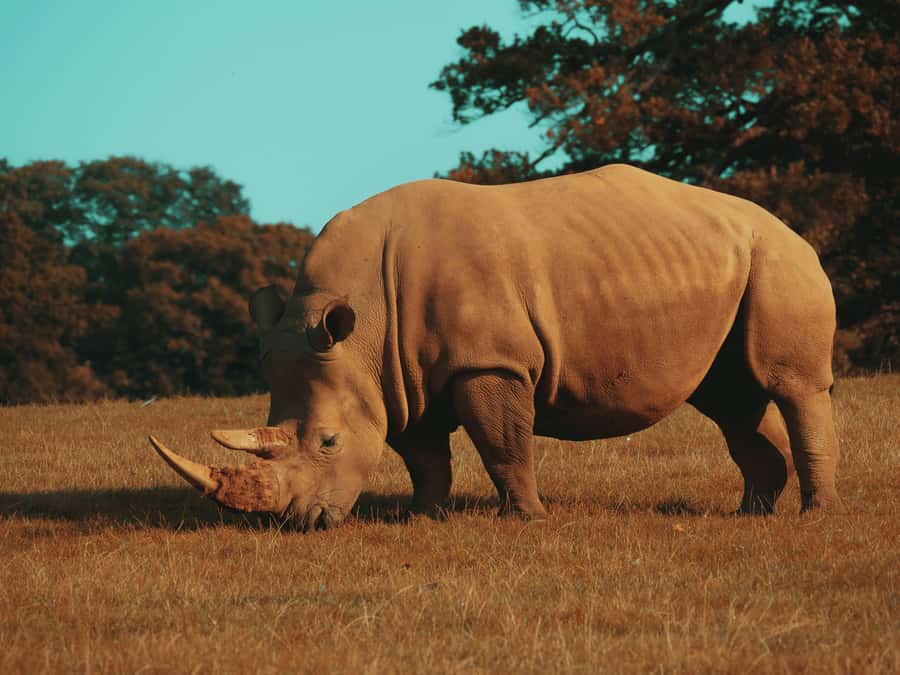 Hazyview: Kruger National Park Full-Day Safari - Quick hits