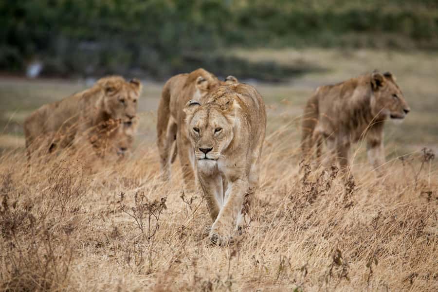 Hazyview: Kruger National Park Full-Day Safari - From Hazyview to Kruger: what 8 hours really feels like