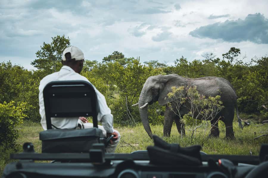 Hazyview: Kruger National Park Full-Day Safari - Early pickup and timing: how to stay sane at 5 a.m.