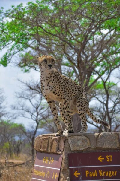 Hazyview: Kruger National Park Full-Day Safari - Open-vehicle viewing and the max-10 group size