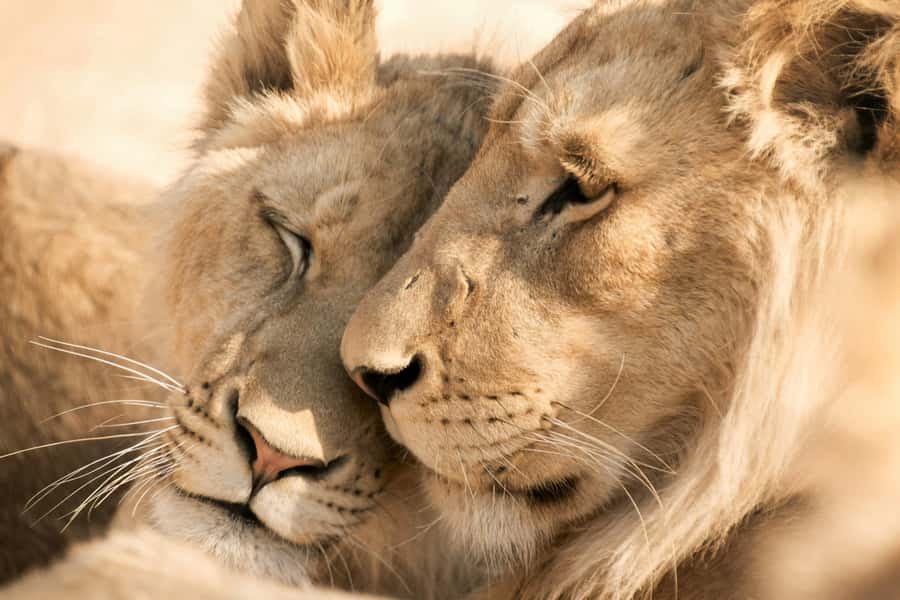 Hazyview: Kruger National Park Full-Day Safari - Morning game drive: birds, giraffes, impalas, and baboons