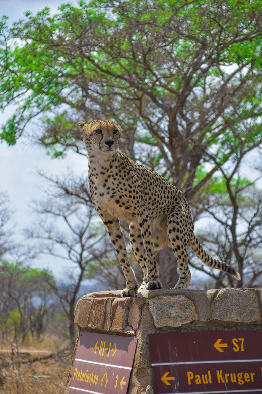Hazyview: Kruger National Park Full-Day Safari - Midday watering hole stop and picnic lunch by the water