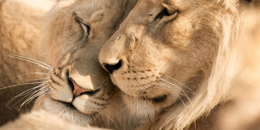 Hazyview: Kruger National Park Full-Day Safari - Wildlife viewing reality check: how to get better sightings without guarantees