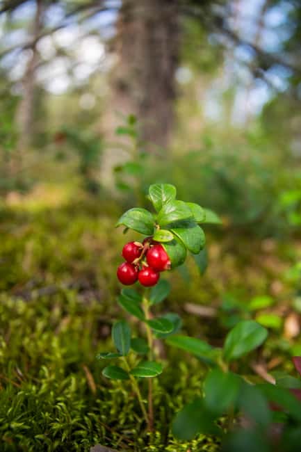 Helsinki: Nuuksio National park hiking with campfire lunch - Practical details: meeting point, timing, and what to expect