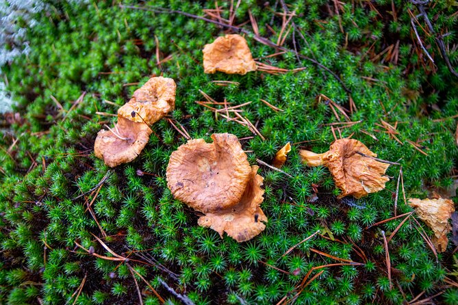Helsinki: Nuuksio National park hiking with campfire lunch - Price and value: what you are paying for (and what you are not)