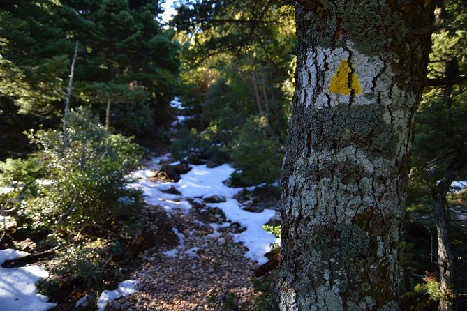 Hiking in Parnitha National Park Overlooking Athens - Flambouri Refugee and the fir forest: what your hike feels like