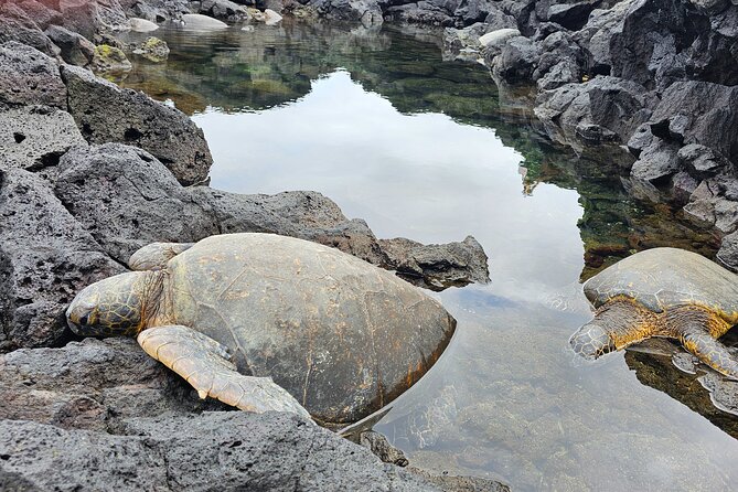Hilo and Volcano National Park Tour for Cruise Passengers at port - Key highlights worth planning around