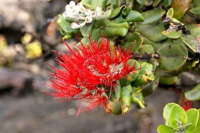 Hilo and Volcano National Park Tour for Cruise Passengers at port - How this cruise-day tour actually feels