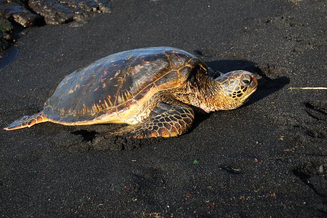 Hilo Shore Excursion: Volcanoes National Park & Black Sand Beach - Richardson Black Sand Beach: Where Turtles Usually Hang Out