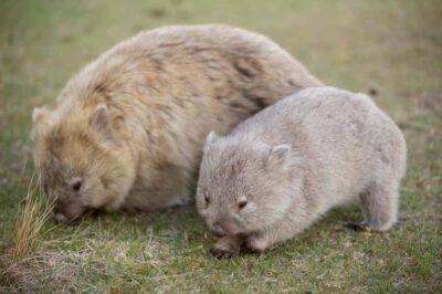 Hobart: Maria Island National Park Active Full-Day Tour - Darlington Convict Settlement: UNESCO Buildings You Can Actually Walk Through