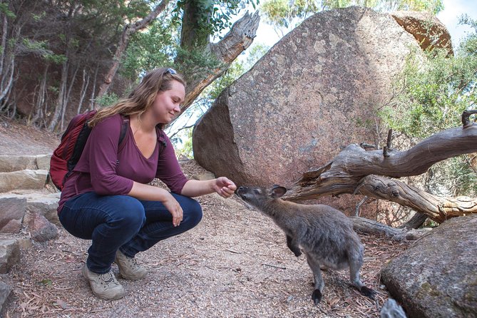Hobart: Wineglass Bay & Freycinet National Park - Active Day Tour - Your two Wineglass Bay choices: beach hike or Honeymoon Bay