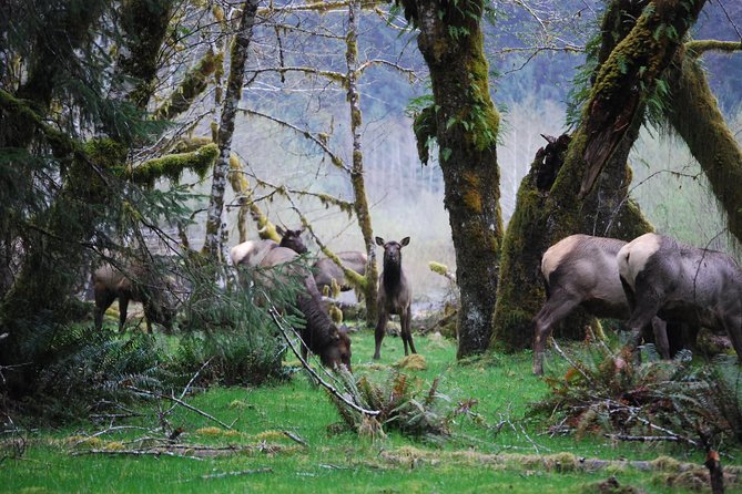 Hoh Rain Forest and Rialto Beach Guided Tour in Olympic National Park - Hoh Rain Forest meets the wild Pacific in one day