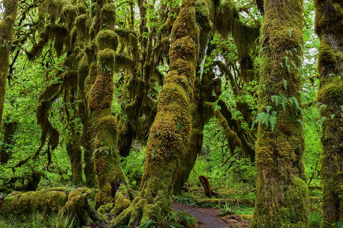 Hoh Rain Forest and Rialto Beach Guided Tour in Olympic National Park - Morning drive to Hoh: trade navigation for conversation