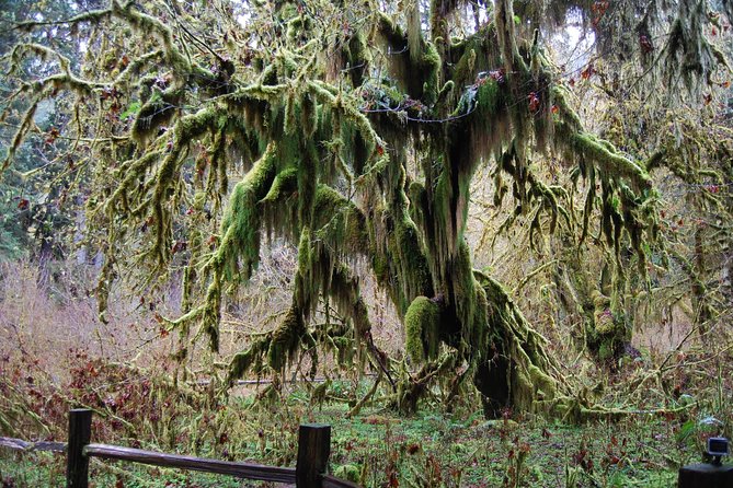 Hoh Rain Forest and Rialto Beach Guided Tour in Olympic National Park - A quick Forks stop for lunch supplies (and an optional pop-culture photo)