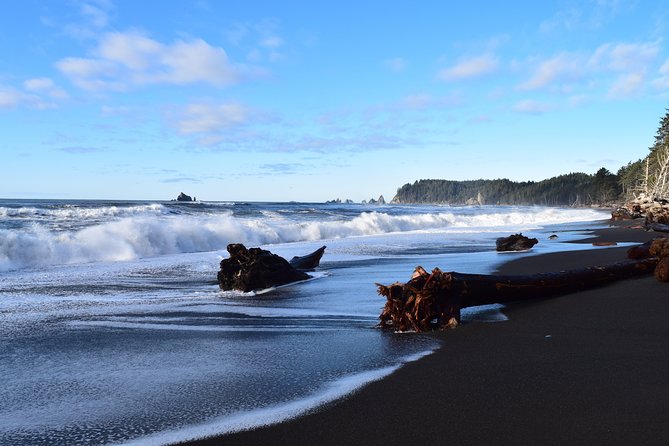 Hoh Rain Forest and Rialto Beach Guided Tour in Olympic National Park - What the $195 price is really paying for