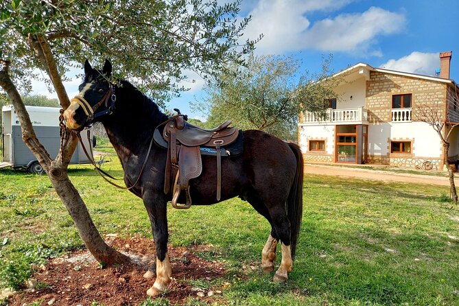 Horse riding in the Gargano National Park - Wildlife You Might Encounter: Buffaloes and Cows