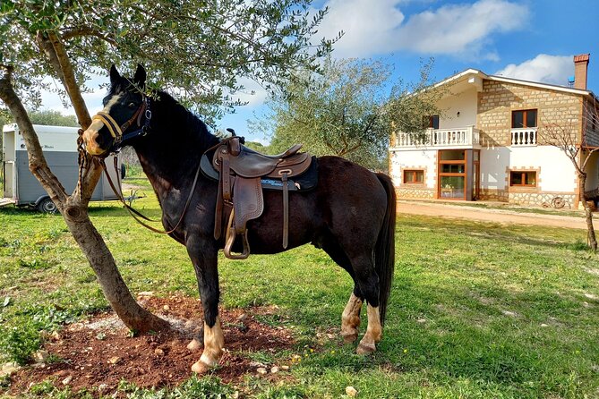 Horse riding in the Gargano National Park - Price and Value: Why This Costs About $51.59