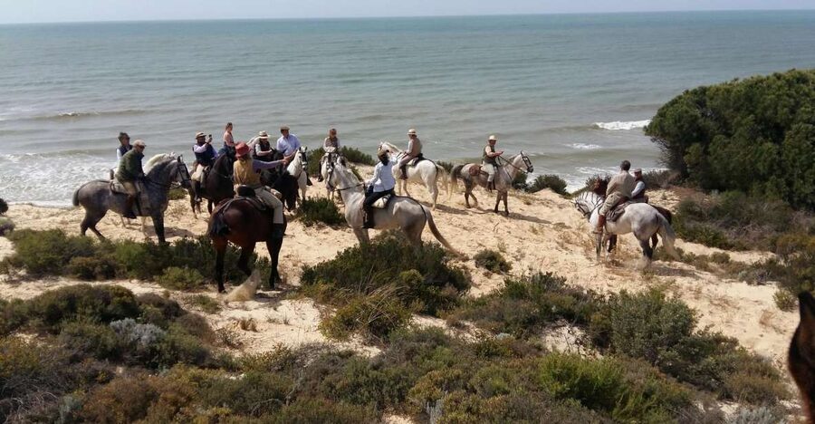 Horse-Riding Tour in Doñana National Park - El Coto pine forests: why the woodland stop is more than a break