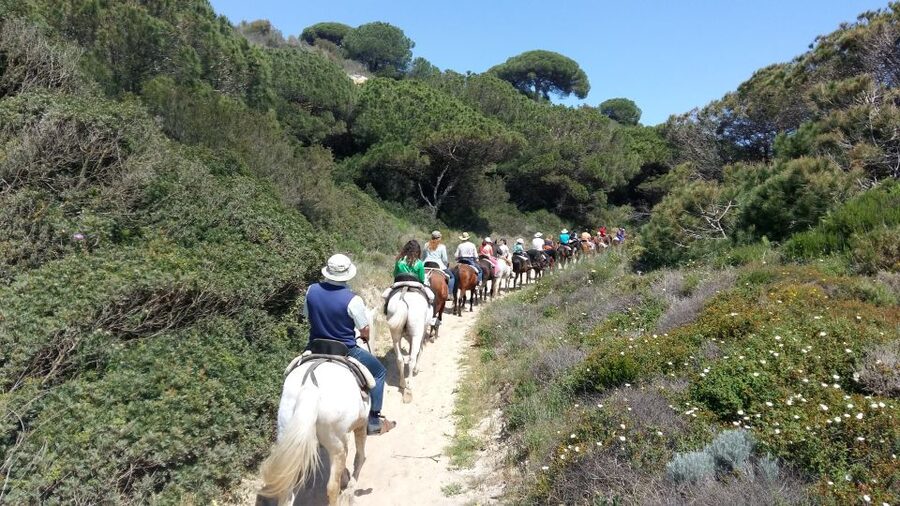 Horse-Riding Tour in Doñana National Park - Virgin beaches: riding where the coast feels untouched