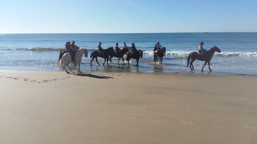 Horse-Riding Tour in Doñana National Park - Wildlife viewing chances: what to look for, without expecting a guarantee