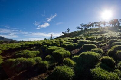 Horton Plains National Park Entrance Ticket with Guide - The Horton Plains Loop: 9.5 km of Cloud Forest Walks