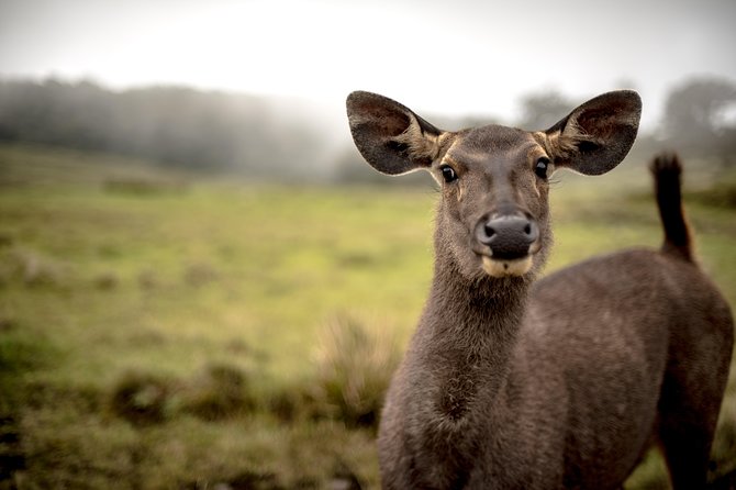 Horton Plains National Park Entrance Ticket with Guide - What to Bring (and What Might Annoy You)