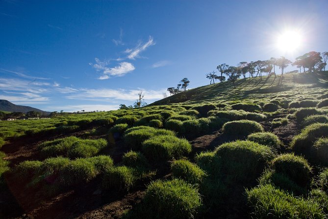 Horton Plains National Park Entrance Ticket with Guide - The Horton Plains Loop: 9.5 km of Cloud Forest Walks