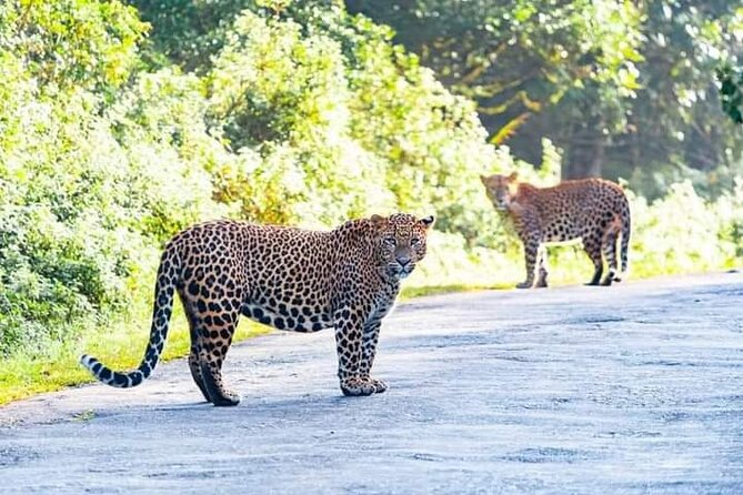 Horton Plains National park in Nuwara eliya - Bird Watching on the Plateau: How to Turn the Walk Into More Than Footsteps