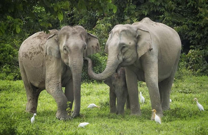 Hua Hin: Kui Buri National Park Wild Elephant Watching - Key points before you go