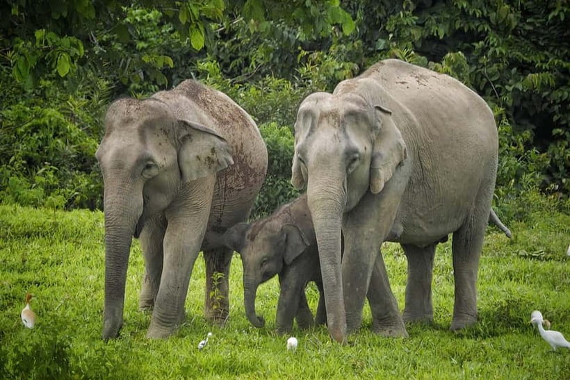 Hua Hin: Kui Buri National Park Wild Elephant Watching - Kui Buri National Park: Why This Elephant Safari Feels Different
