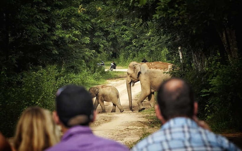Hua Hin: Kui Buri National Park Wild Elephant Watching - 4WD Vehicles Inside the Park: Ranger Help and Small-Group Spotting