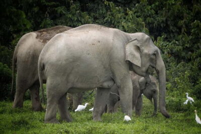 Hua Hin: Kui Buri National Park Wild Elephant Watching - Timing From Hua Hin or Cha Am: A Smart Afternoon Window