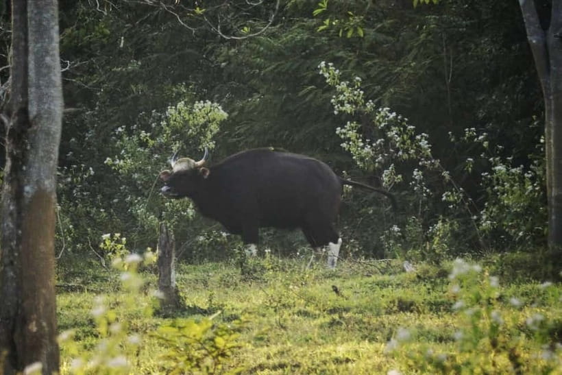 Hua Hin: Kui Buri National Park Wild Elephant Watching - What You Might See: Elephants, Gaurs, Leopards, and Birds